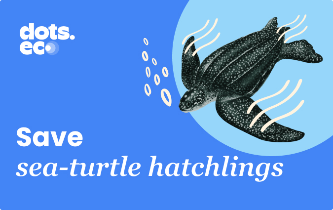 Save a sea turtle hatchling